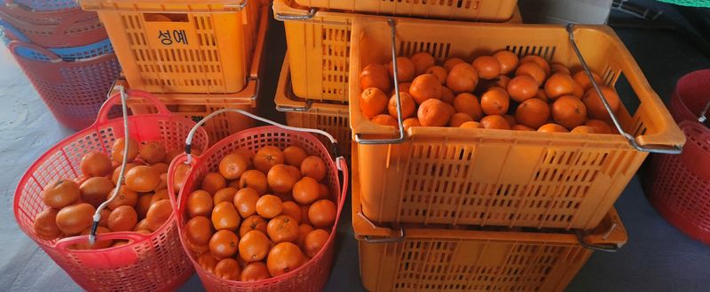 김행복님의 장터 판매 상품 [고당도 감귤 10kg(무료배송)] 첨부 사진