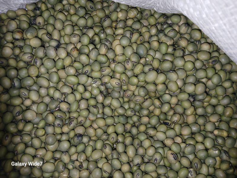 장터 상품 [청태콩 팝니다] 썸네일