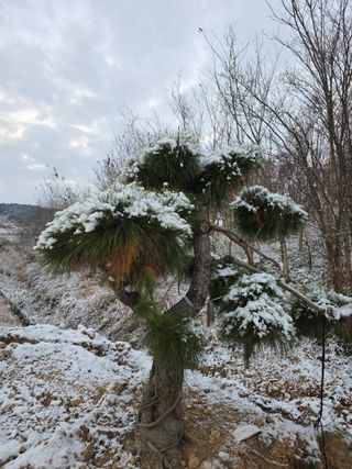 작은소나무님의 자유주제 · 자유게시판 작성글 사진
