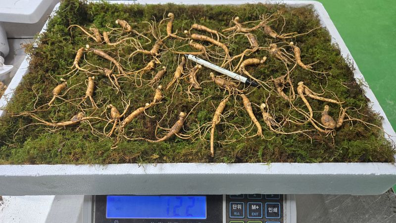 이규성님의 장터 판매 상품 [7년근 파삼 정말 싸게 판매합니다] 첨부 사진