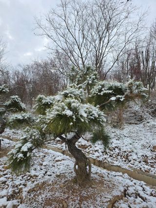 작은소나무님의 자유주제 · 자유게시판 작성글 사진