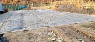 땅땅님의 마늘·일상 작성글 사진