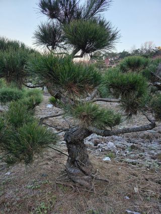 작은소나무님의 자유주제 · 사진전 작성글 사진