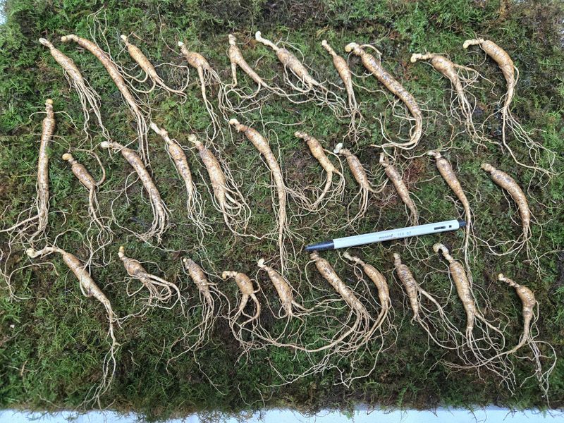 이규성님의 장터 판매 상품 [(선착순) 산양삼 7년근 씨삼 정삼 소사이즈 30뿌리 산양산삼] 첨부 사진