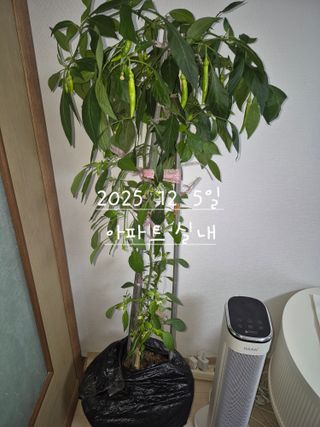 허굴산농장님의 자유주제 · 자유게시판 작성글 사진