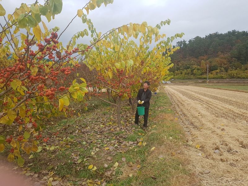 이형규님의 장터 판매 상품 [꾸지뽕 엑기스 원액즙] 첨부 사진