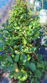 주윤발이님의 농사, 무엇이든 물어보세요!·참여글 작성글 사진