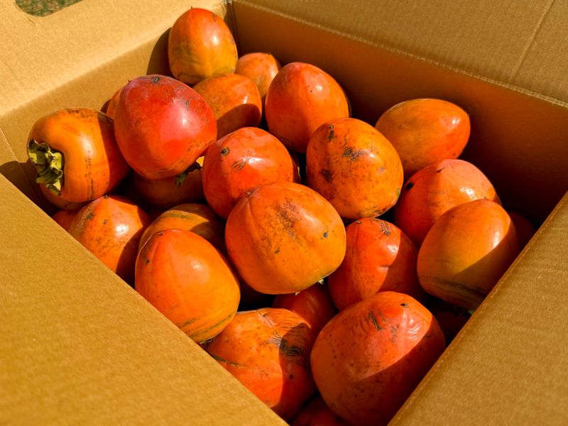 장터 상품 [[특품] 꿀뚝뚝 대봉 홍시 5kg 10kg 15kg ] 썸네일