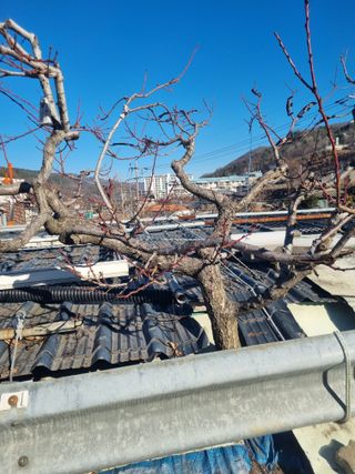 김용대님의 자유주제 · 자유게시판 작성글 사진