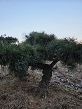 작은소나무님의 자유주제 · 사진전 작성글 사진