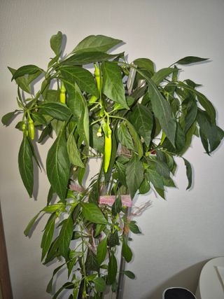 허굴산농장님의 자유주제 · 자유게시판 작성글 사진