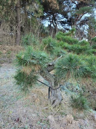 작은소나무님의 자유주제 · 사진전 작성글 사진
