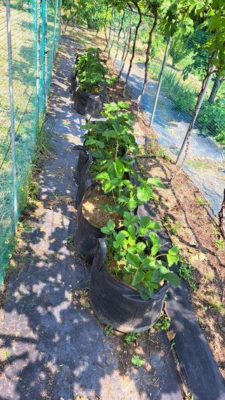 주윤발이님의 농사, 무엇이든 물어보세요! · 참여글 작성글 사진