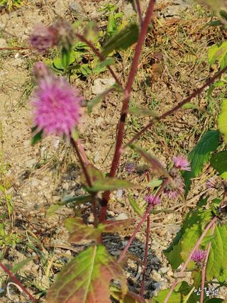 안길원님의 자유주제 · 자유게시판 작성글 사진