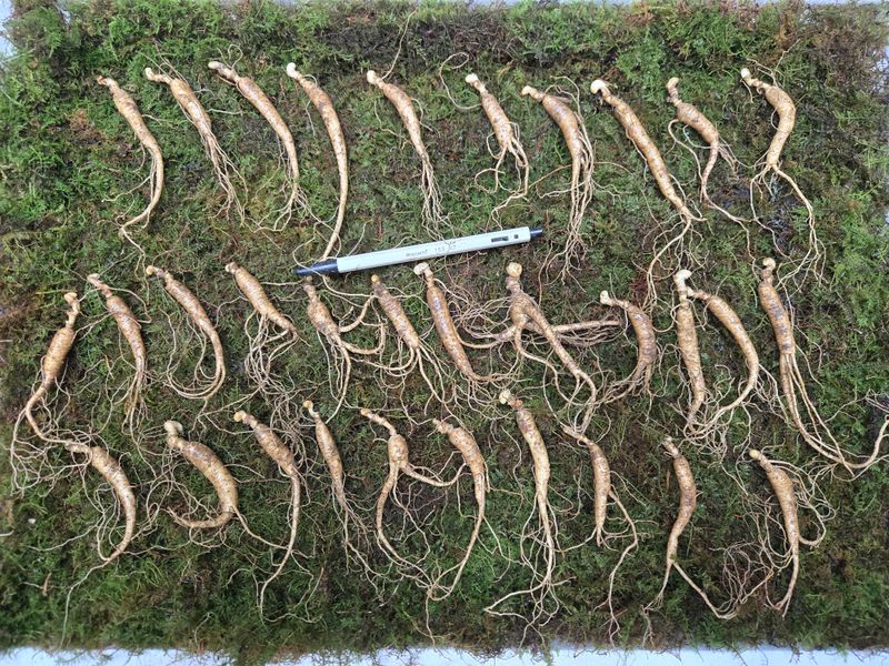 이규성님의 장터 판매 상품 [(선착순) 산양삼 7년근 씨삼 정삼 소사이즈 30뿌리 산양산삼] 첨부 사진