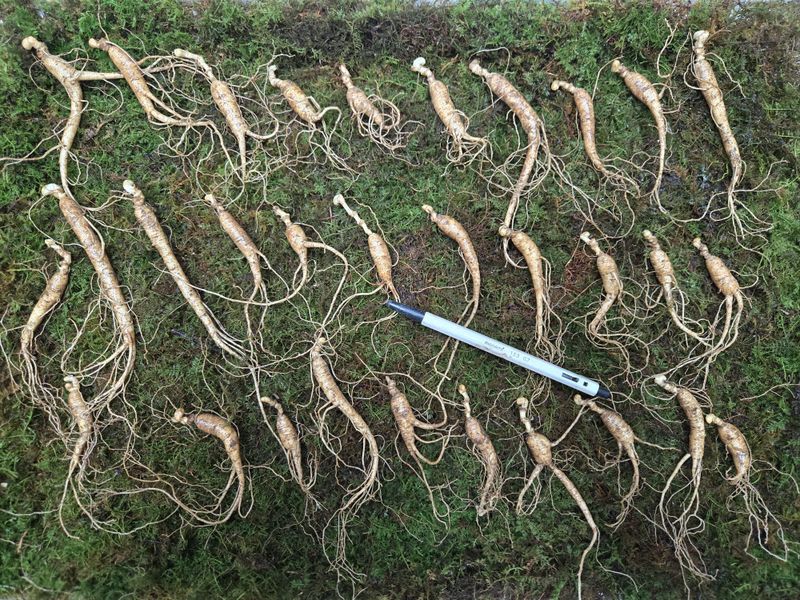 이규성님의 장터 판매 상품 [(선착순) 산양삼 7년근 씨삼 정삼 소사이즈 30뿌리 산양산삼] 첨부 사진