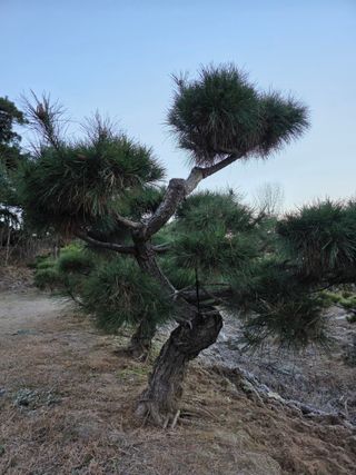 작은소나무님의 자유주제 · 사진전 작성글 사진