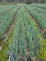 팜모닝 자유주제·자유게시판 게시글 이미지