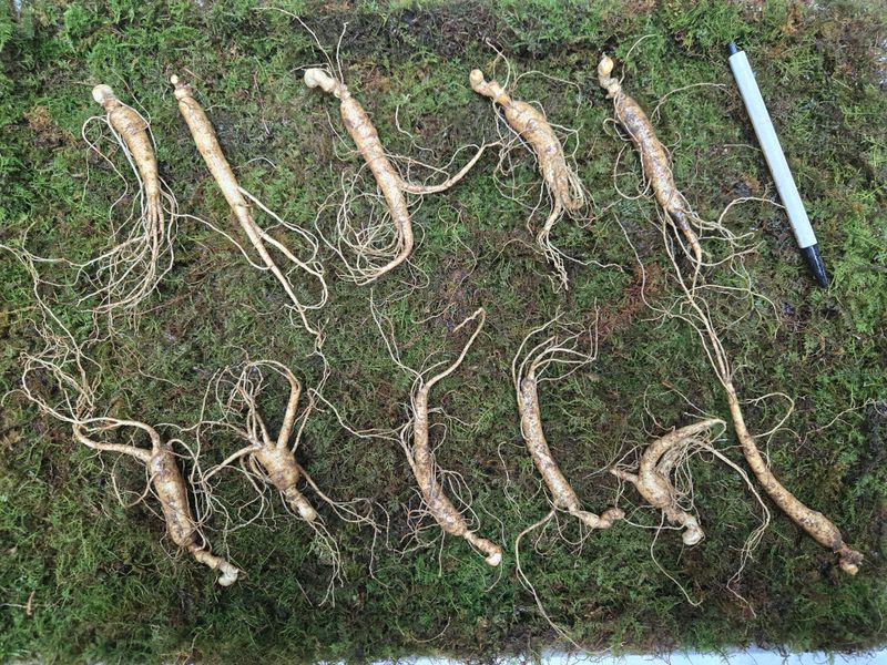 이규성님의 장터 판매 상품 [(선착순) 산양삼 7년근 씨삼 정삼 소사이즈 30뿌리 산양산삼] 첨부 사진