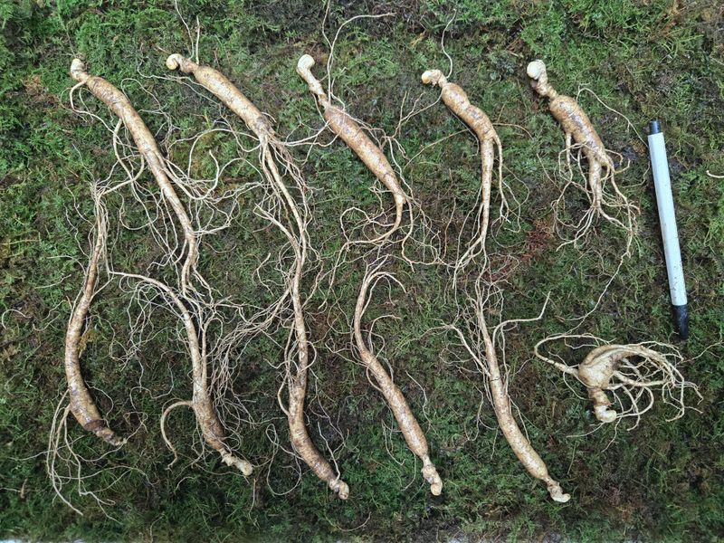 이규성님의 장터 판매 상품 [(선착순) 산양삼 7년근 씨삼 정삼 소사이즈 30뿌리 산양산삼] 첨부 사진