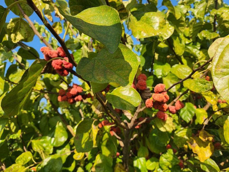 이형규님의 장터 판매 상품 [꾸지뽕 엑기스 원액즙] 첨부 사진