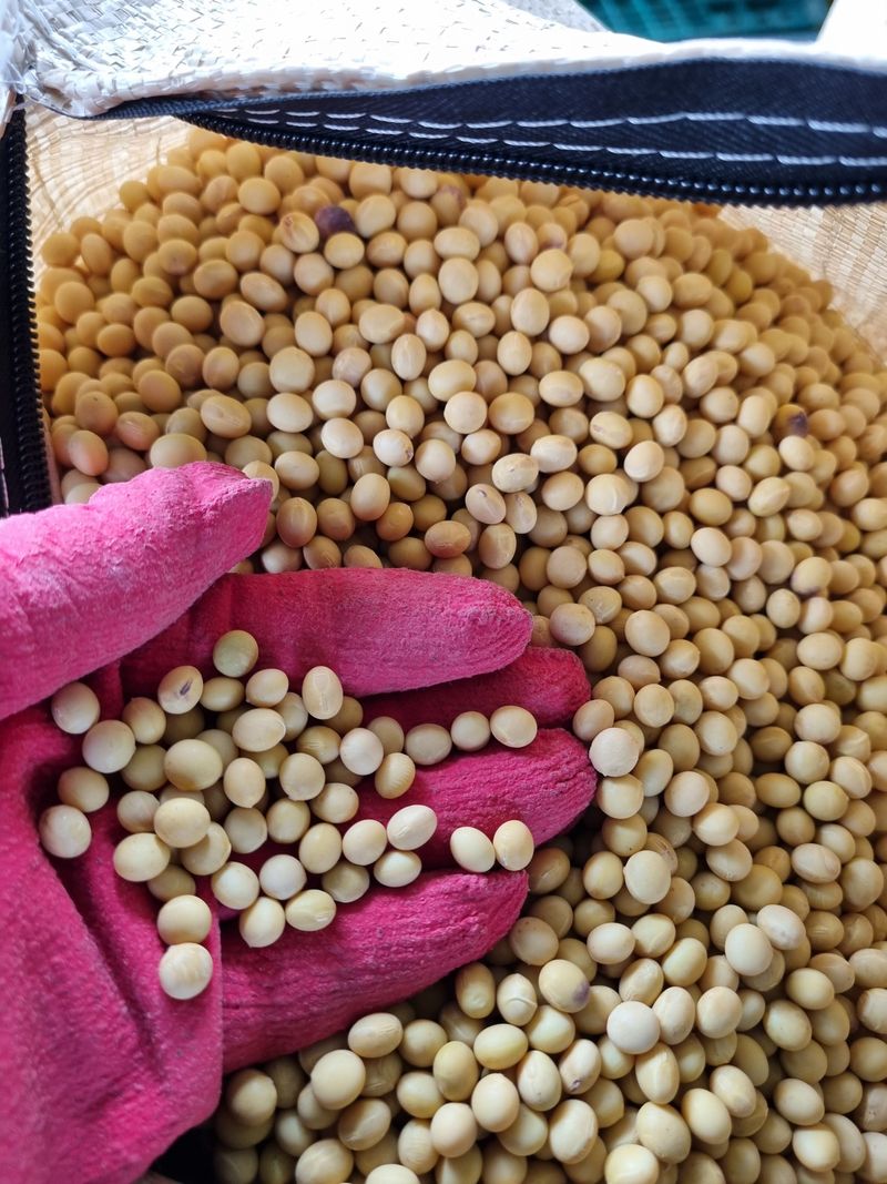 논산푸른팜님의 장터 판매 상품 [백태1kg] 첨부 사진