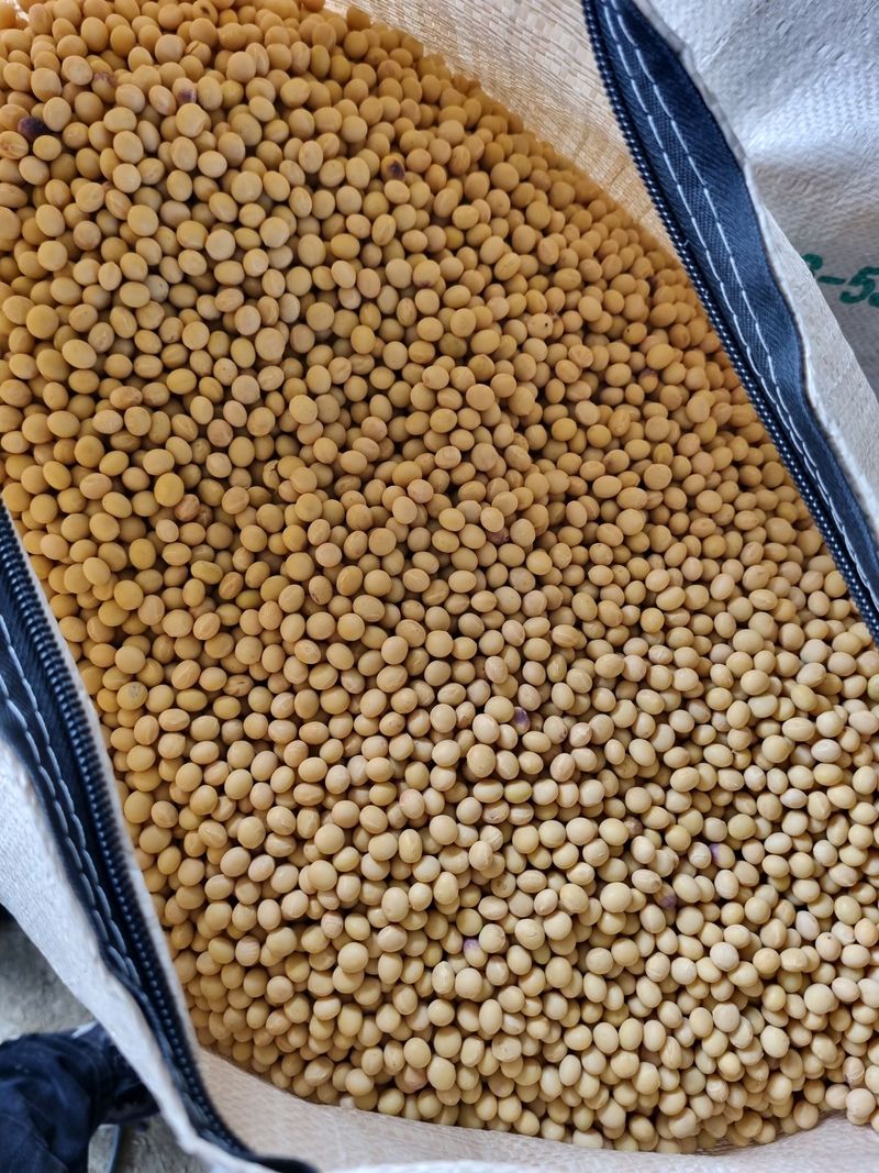 논산푸른팜님의 장터 판매 상품 [백태1kg] 첨부 사진