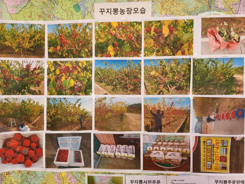 이형규님의 장터 판매 상품 [꾸지뽕 엑기스 원액즙] 첨부 사진