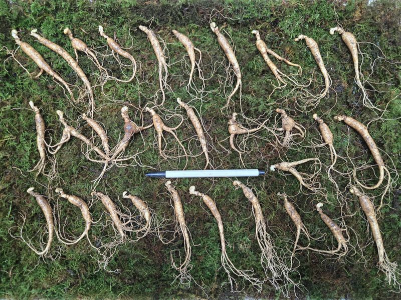 이규성님의 장터 판매 상품 [(선착순) 산양삼 7년근 씨삼 정삼 소사이즈 30뿌리 산양산삼] 첨부 사진