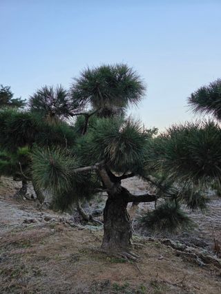 작은소나무님의 자유주제 · 사진전 작성글 사진
