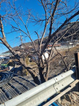 김용대님의 자유주제 · 자유게시판 작성글 사진