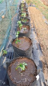 팜모닝 농사, 무엇이든 물어보세요!·참여글 게시글 이미지