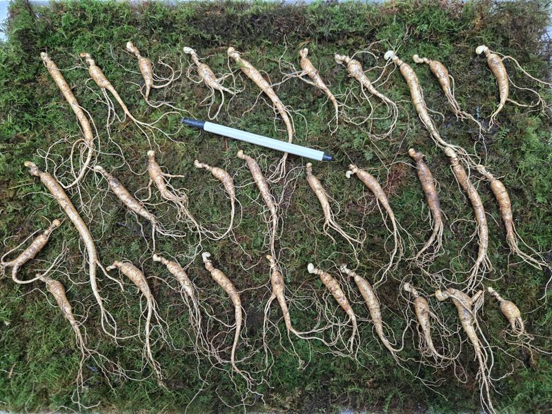 이규성님의 장터 판매 상품 [(선착순) 산양삼 7년근 씨삼 정삼 소사이즈 30뿌리 산양산삼] 첨부 사진