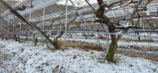 달맛햇복숭아농원님의 자유주제 · 사진전 작성글 사진