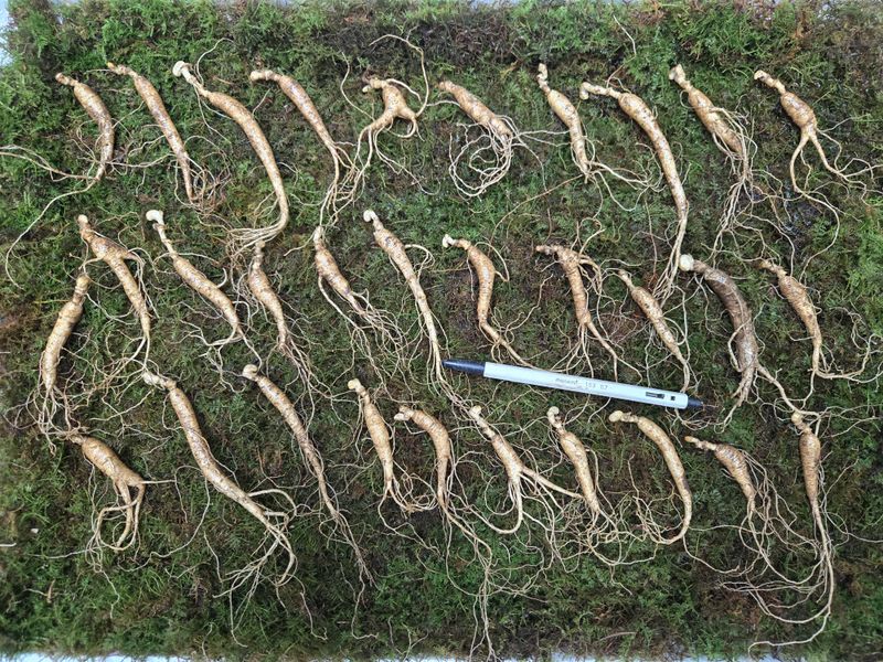 이규성님의 장터 판매 상품 [(선착순) 산양삼 7년근 씨삼 정삼 소사이즈 30뿌리 산양산삼] 첨부 사진