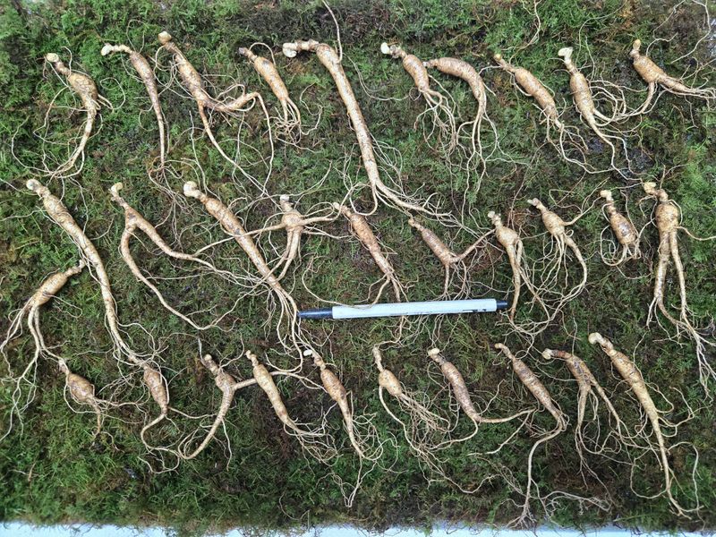 이규성님의 장터 판매 상품 [(선착순) 산양삼 7년근 씨삼 정삼 소사이즈 30뿌리 산양산삼] 첨부 사진