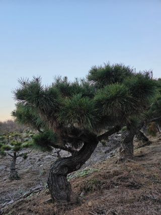 작은소나무님의 자유주제 · 사진전 작성글 사진