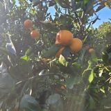 팜모닝 귤·수확 게시글 이미지