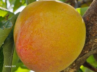 도담자두 샤인포도님의 작성글 사진