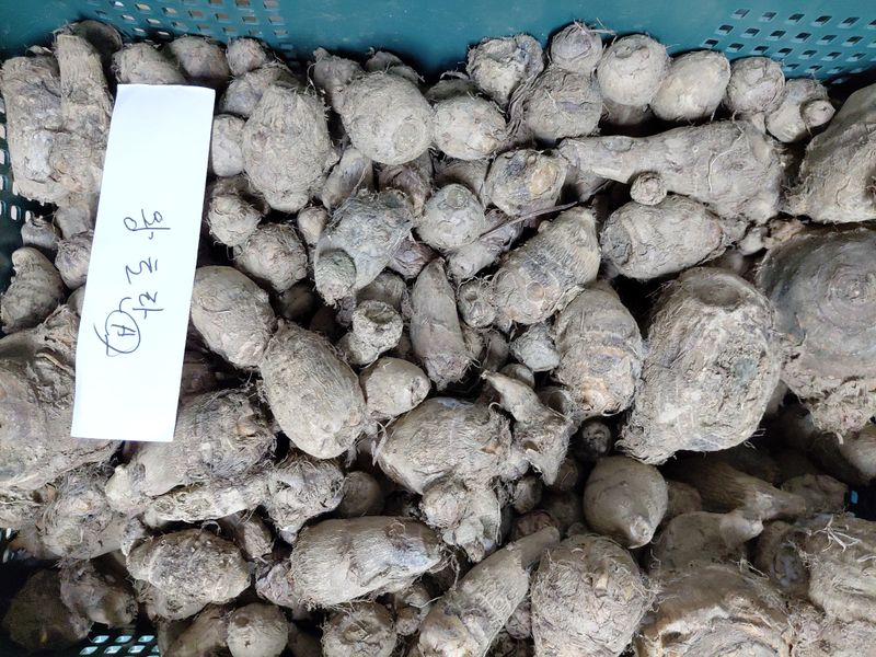 정보센터님의 장터 판매 상품 [단오마와 왕토란을 찹쌀과 들깨로 교환 판매] 첨부 사진