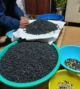 팜모닝 콩·자유게시판 게시글 이미지