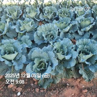 민들레님의 자유주제 · 자유게시판 작성글 사진