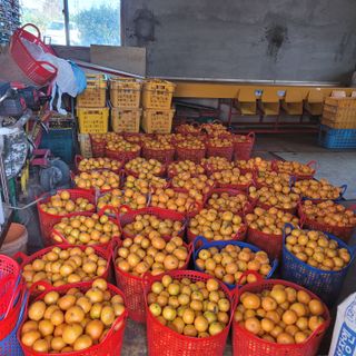 서귀포달코롬감귤농원님의 자유주제 · 사진전 작성글 사진