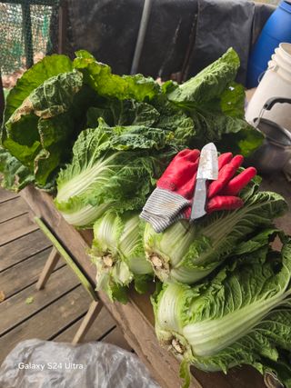 소병찬님의 자유주제 · 자유게시판 작성글 사진