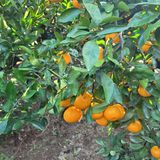 서귀포달코롬감귤농원님의 귤·수확 작성글 사진