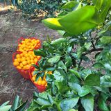 서귀포달코롬감귤농원님의 귤·수확 작성글 사진