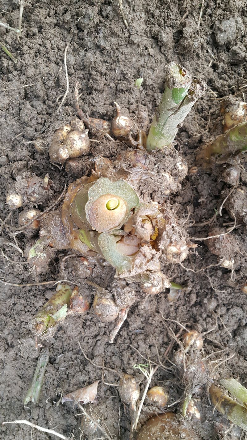 정보센터님의 장터 판매 상품 [단오마와 왕토란을 찹쌀과 들깨로 교환 판매] 첨부 사진