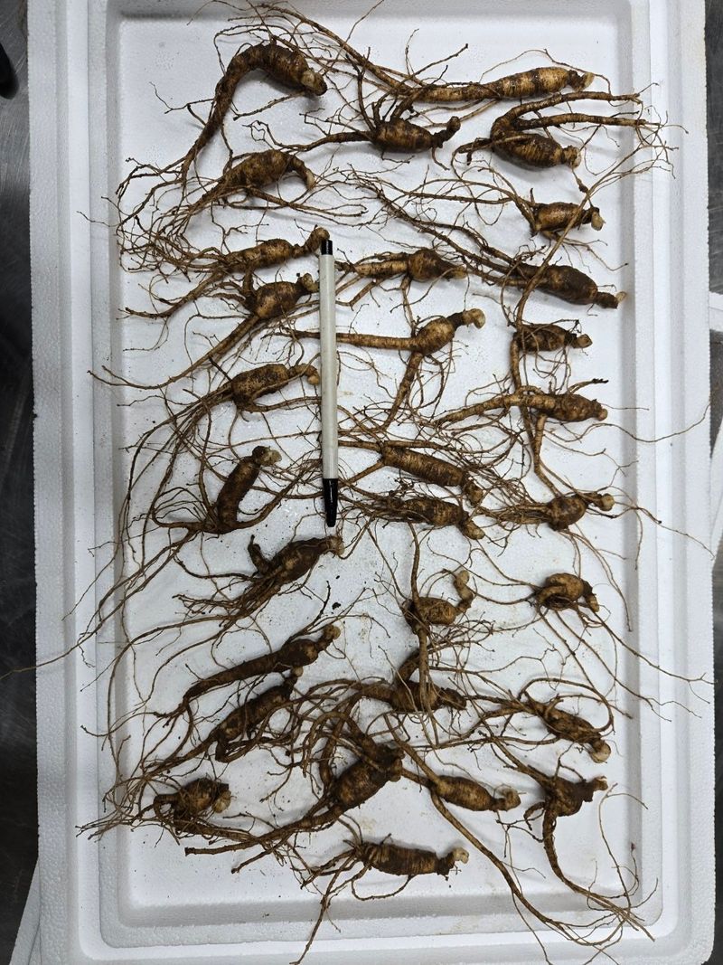 장터 상품 [7년근 정삼 b급 10뿌리 저렴합니다 산양삼 산양산삼] 썸네일