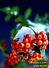 팜모닝 자유주제·자유게시판 게시글 이미지