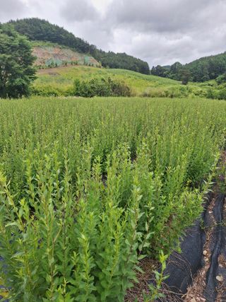 최광석님의 작성글 사진